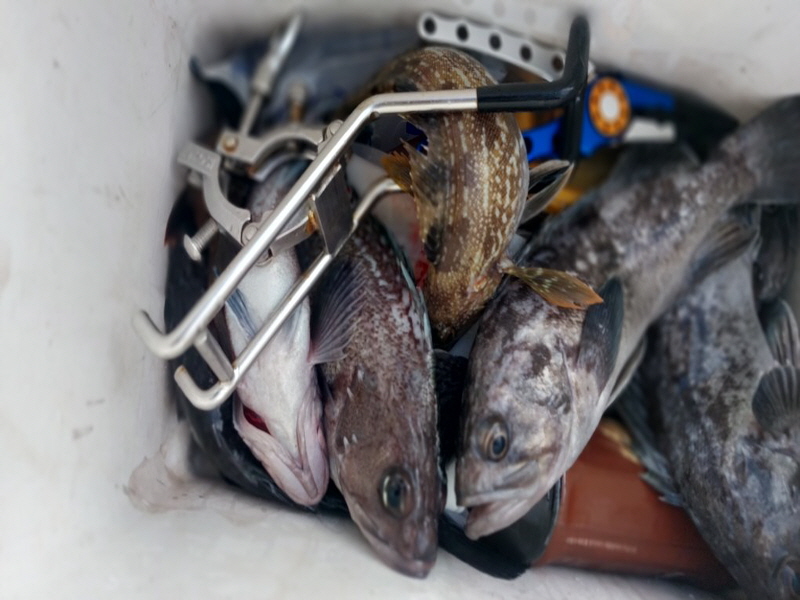 나르샤호 조황갤러리입니다.