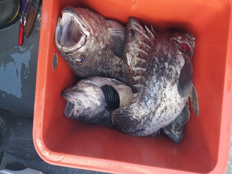 나르샤호 조황갤러리입니다.