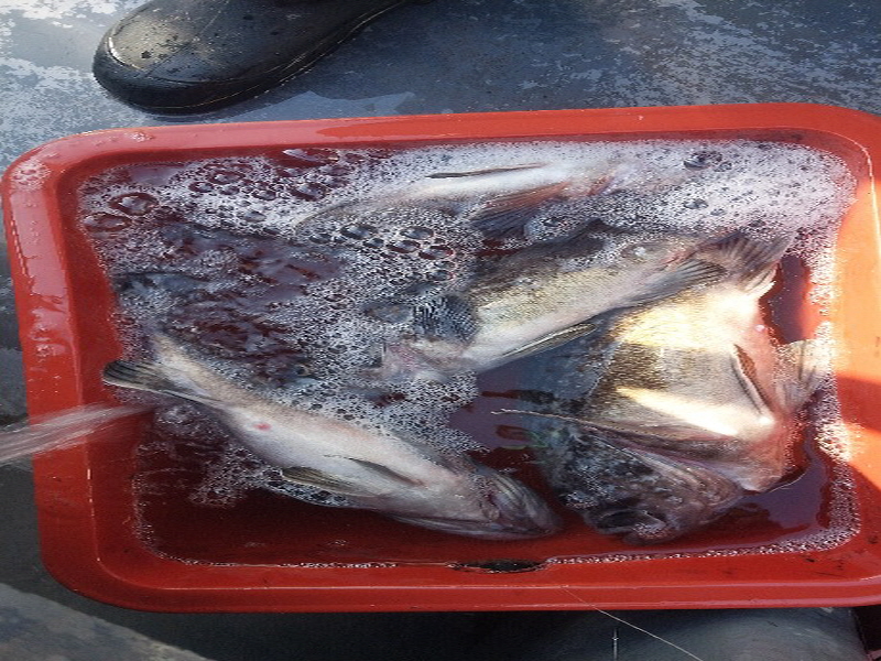 나르샤호 조황갤러리입니다.