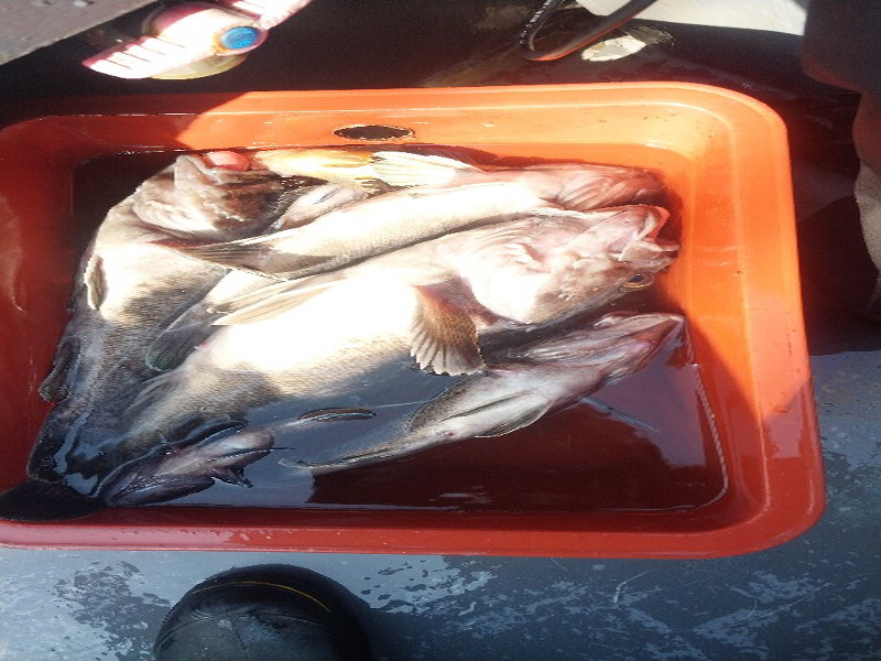 나르샤호 조황갤러리입니다.