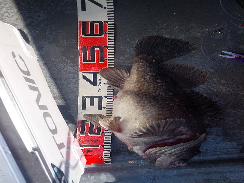 나르샤호 조황갤러리입니다.