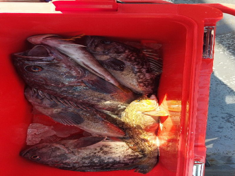 나르샤호 조황갤러리입니다.