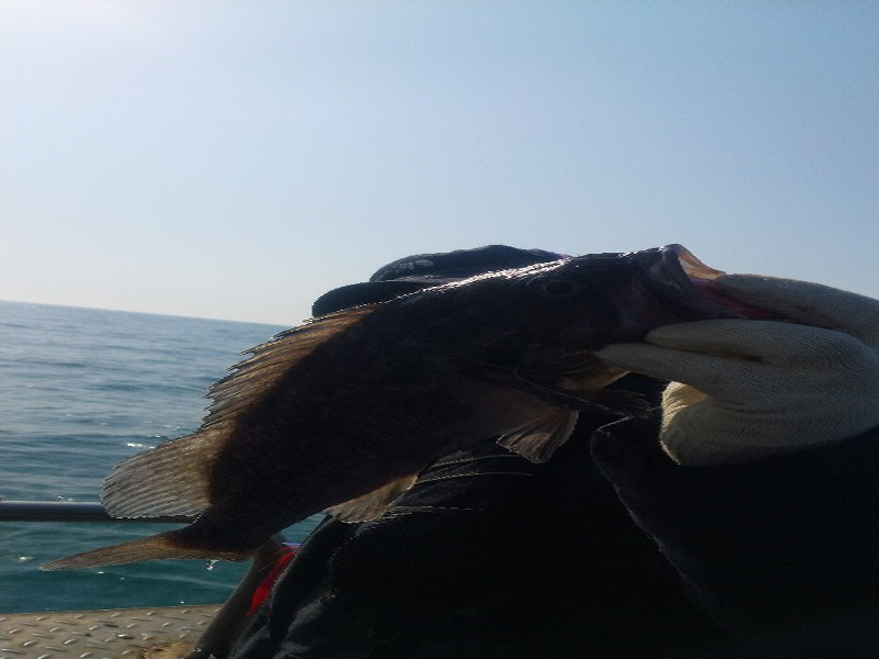 나르샤호 조황갤러리입니다.