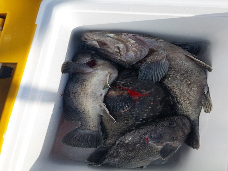 나르샤호 조황갤러리입니다.