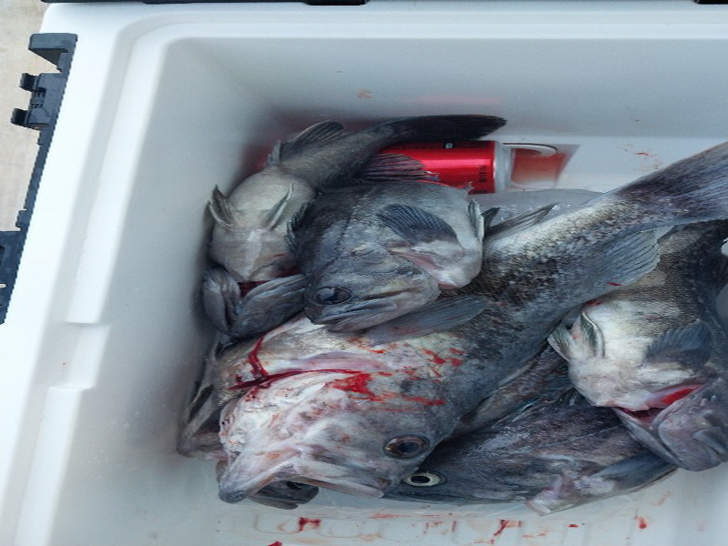 나르샤호 조황갤러리입니다.