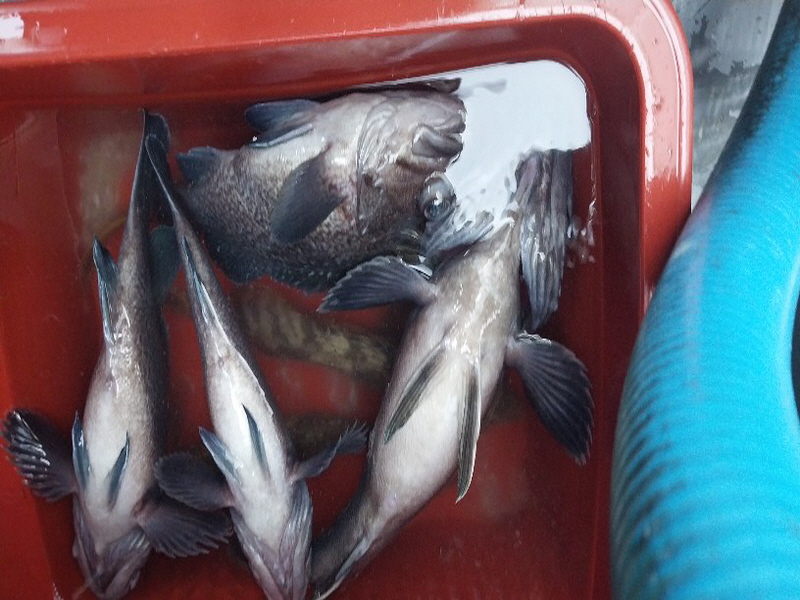 나르샤호 조황갤러리입니다.