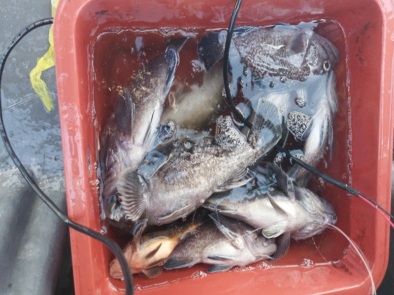 나르샤호 조황갤러리입니다.