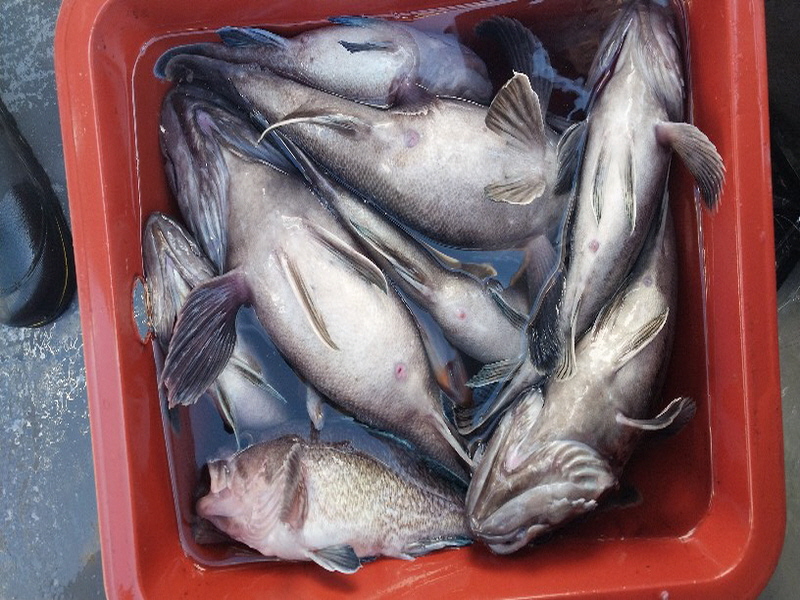 나르샤호 조황갤러리입니다.