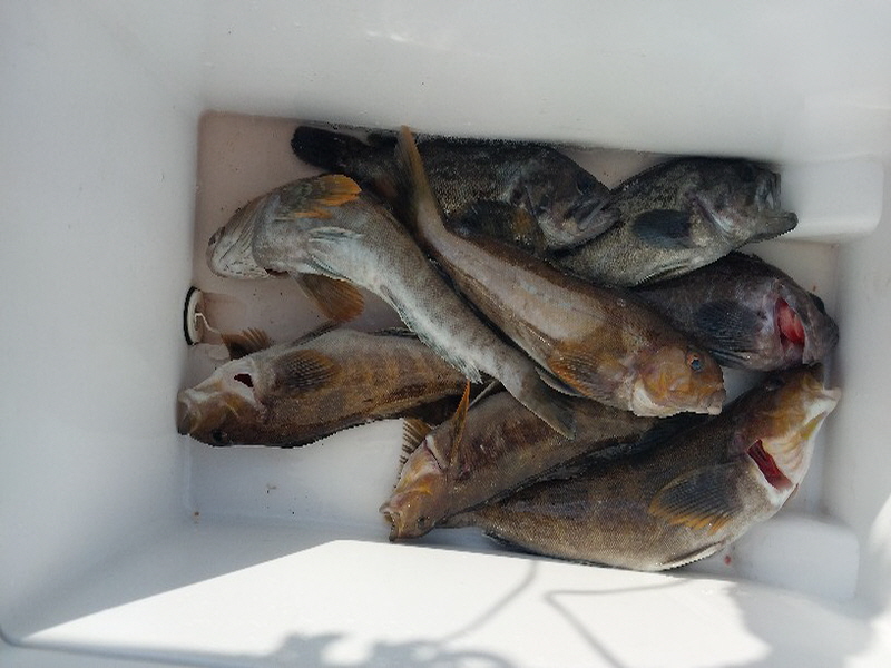 나르샤호 조황갤러리입니다.