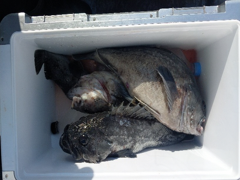 나르샤호 조황갤러리입니다.