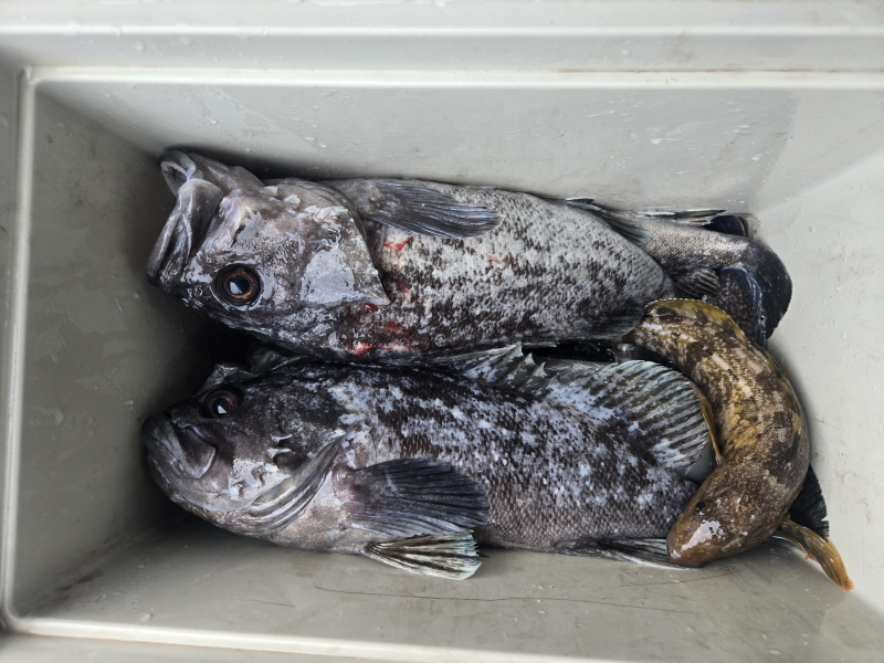 나르샤호 조황갤러리입니다.