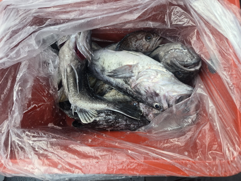 나르샤호 조황갤러리입니다.