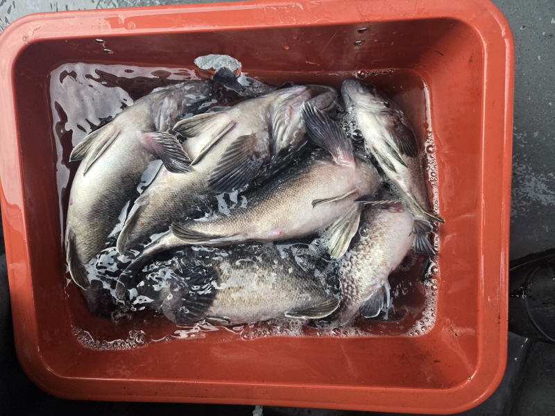 나르샤호 조황갤러리입니다.