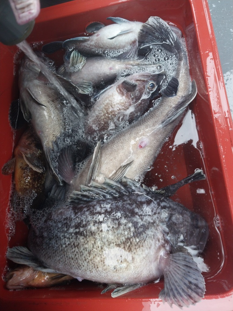 나르샤호 조황갤러리입니다.