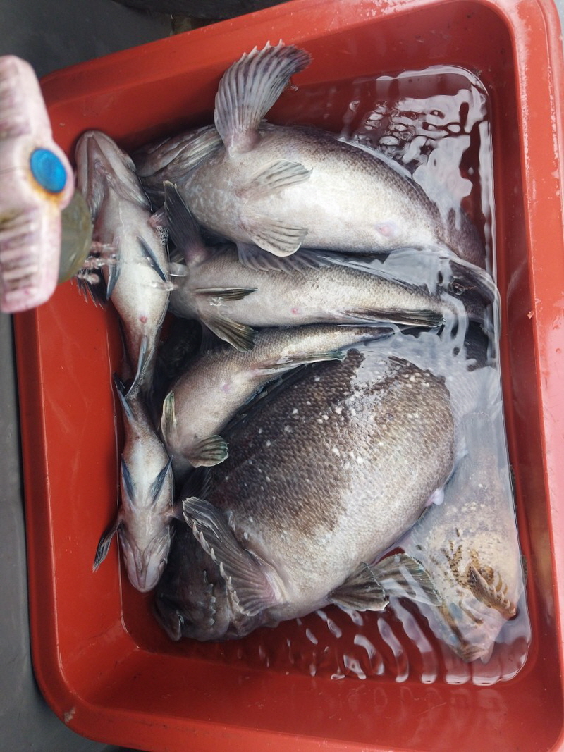 나르샤호 조황갤러리입니다.