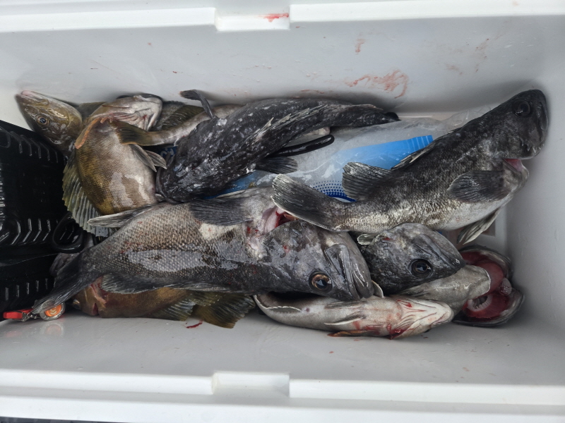 나르샤호 조황갤러리입니다.