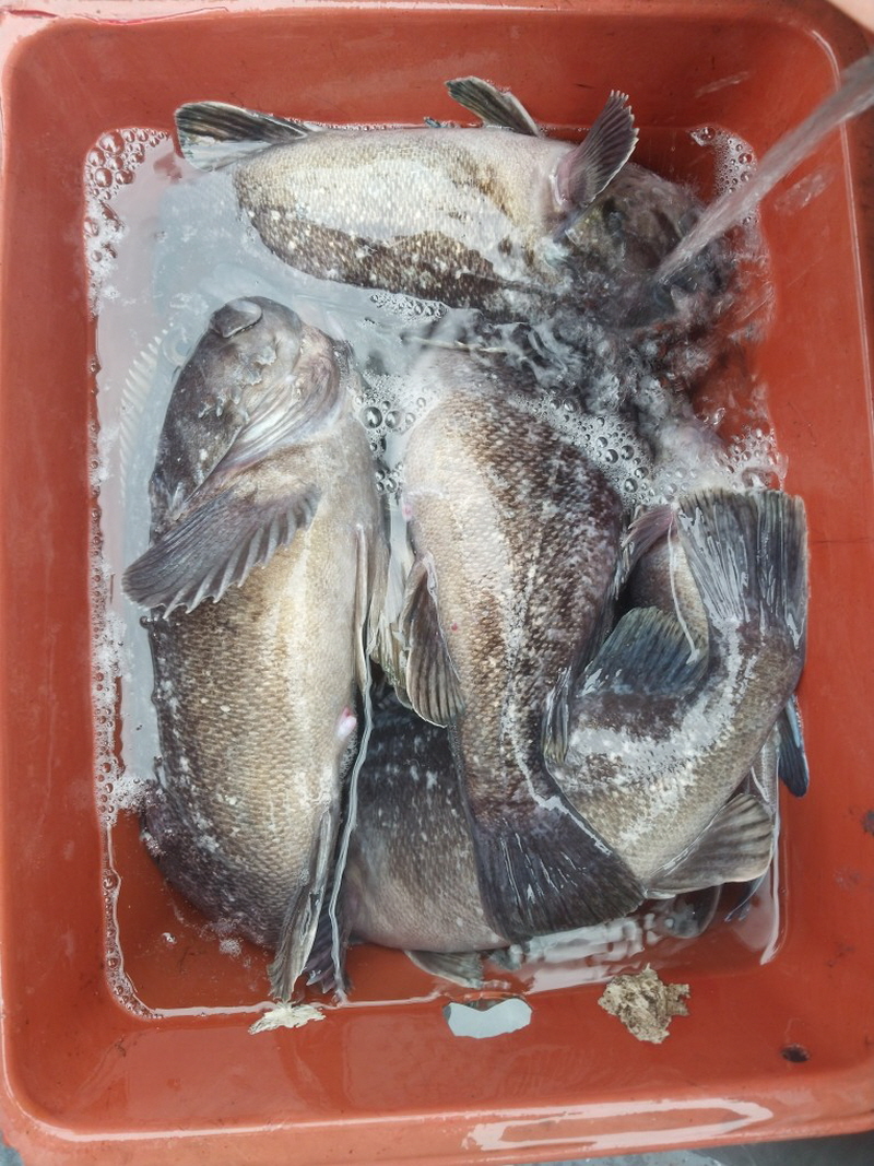 나르샤호 조황갤러리입니다.