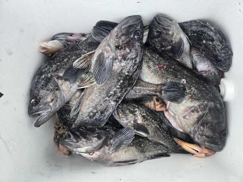 나르샤호 조황갤러리입니다.