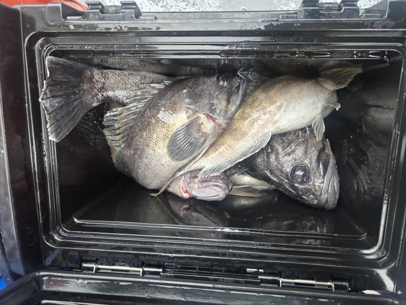 나르샤호 조황갤러리입니다.