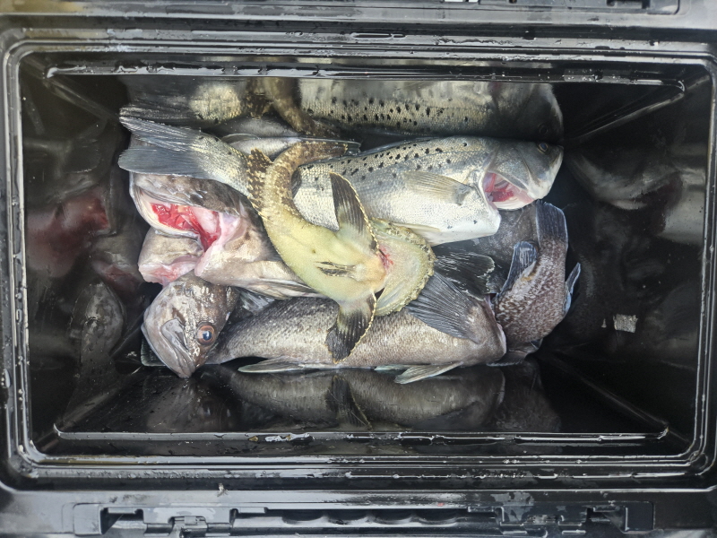 나르샤호 조황갤러리입니다.