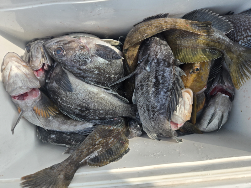 나르샤호 조황갤러리입니다.