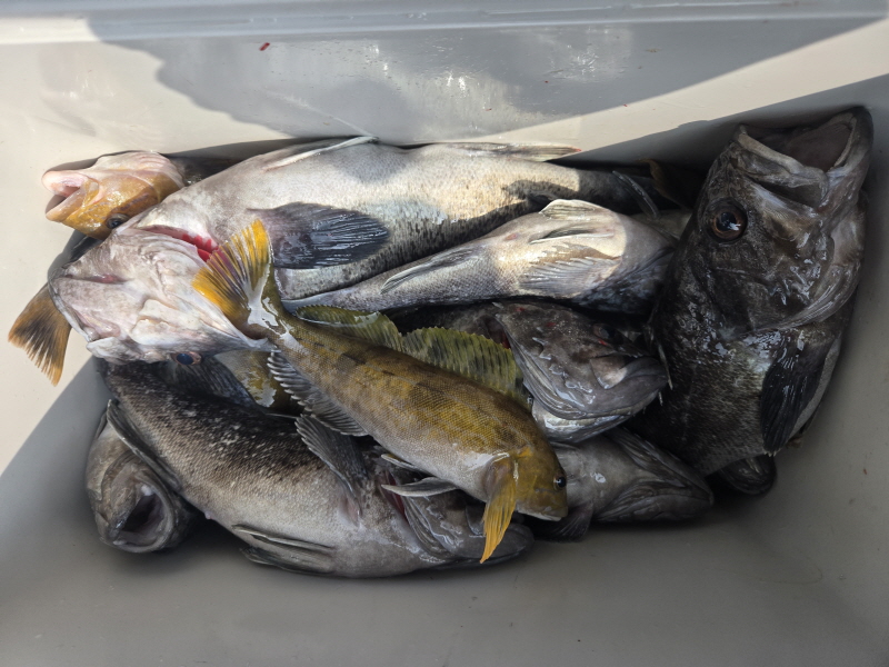 나르샤호 조황갤러리입니다.