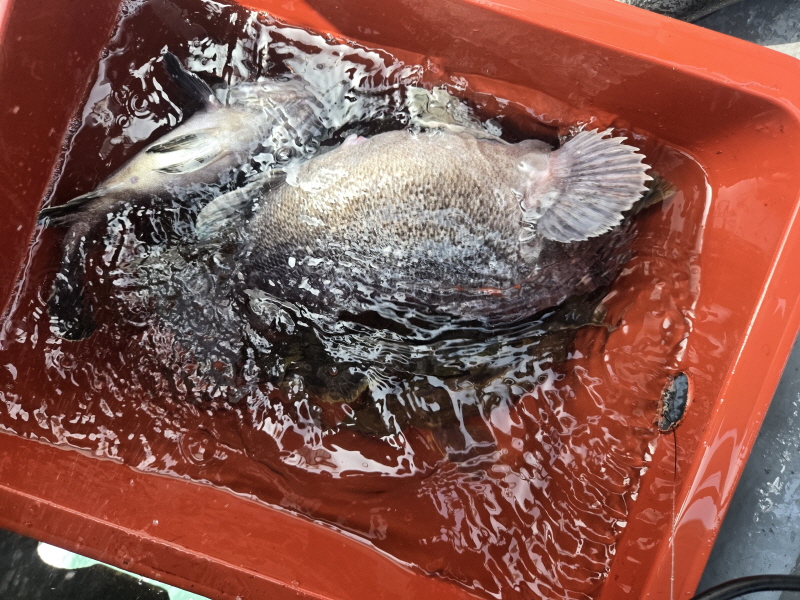 나르샤호 조황갤러리입니다.