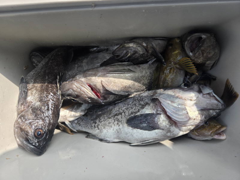 나르샤호 조황갤러리입니다.