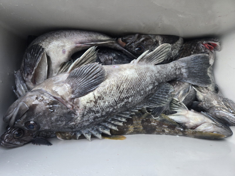 나르샤호 조황갤러리입니다.