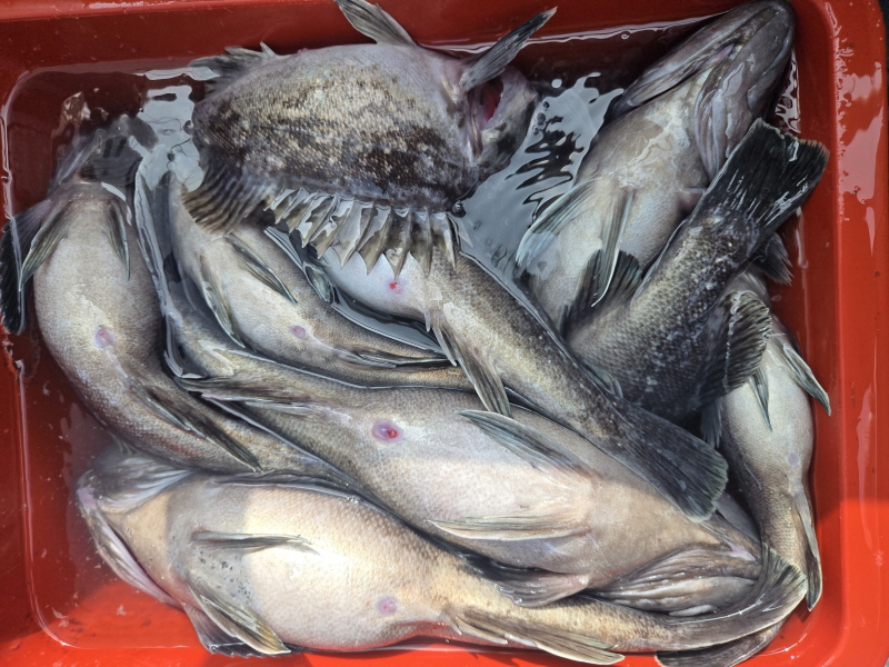 나르샤호 조황갤러리입니다.