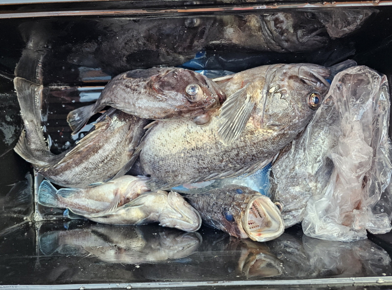 뉴신정호 조황갤러리입니다.