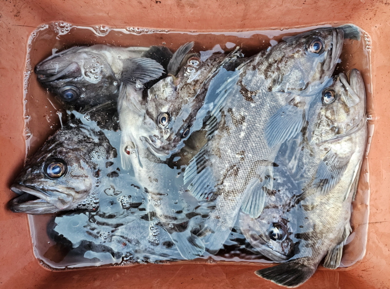 뉴신정호 조황갤러리입니다.