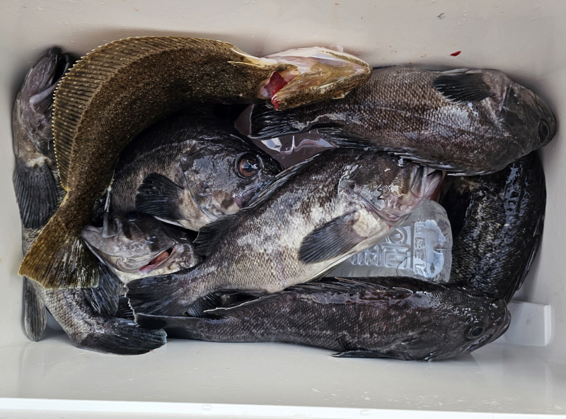 뉴신정호 조황갤러리입니다.