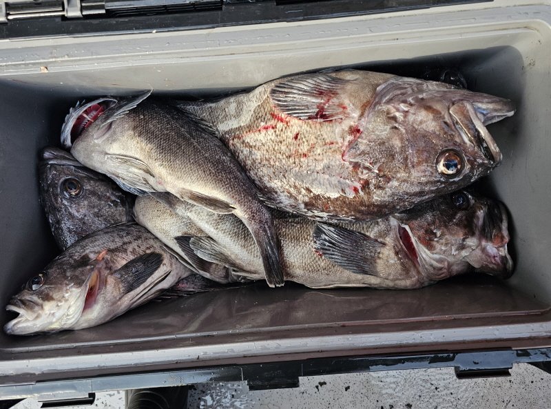 뉴신정호 조황갤러리입니다.