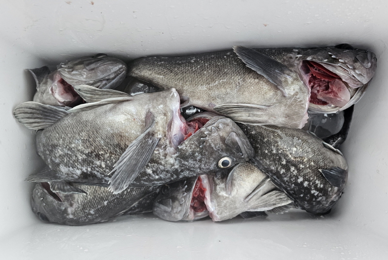 뉴신정호 조황갤러리입니다.