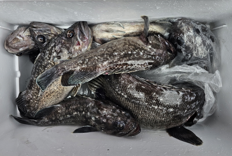 뉴신정호 조황갤러리입니다.