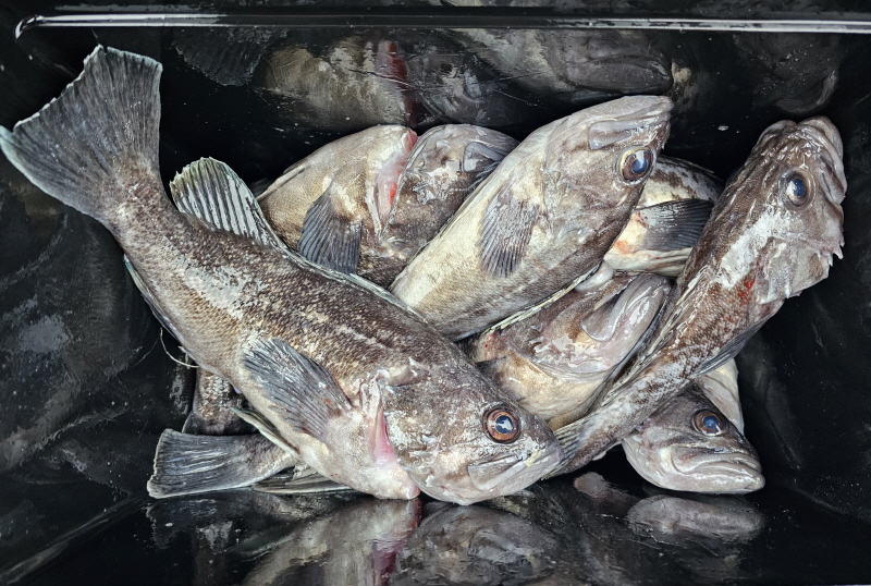 뉴신정호 조황갤러리입니다.