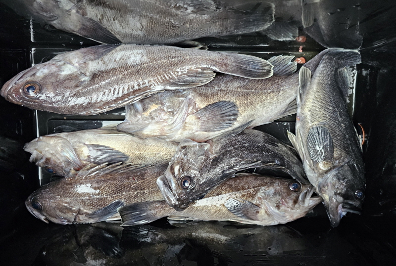 뉴신정호 조황갤러리입니다.