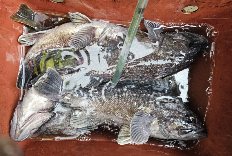 뉴신정호 조황갤러리입니다.