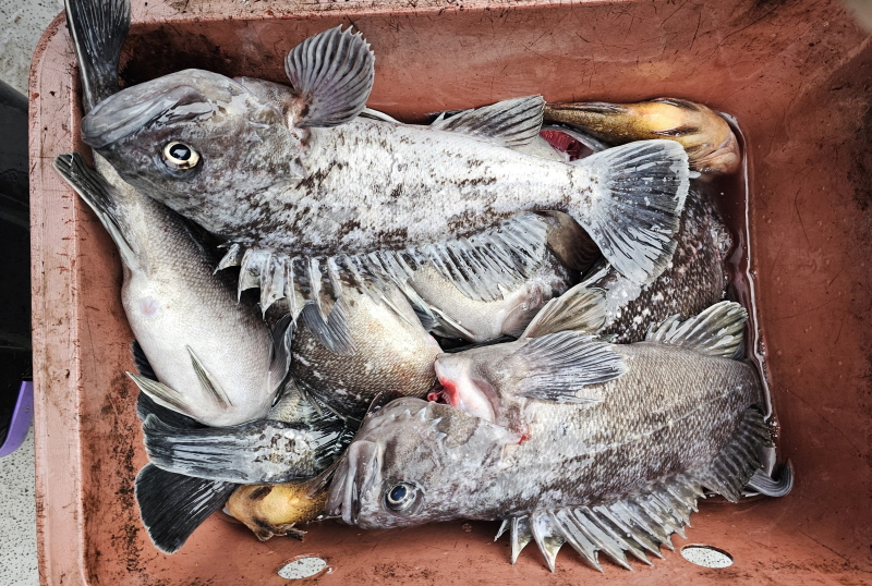 뉴신정호 조황갤러리입니다.