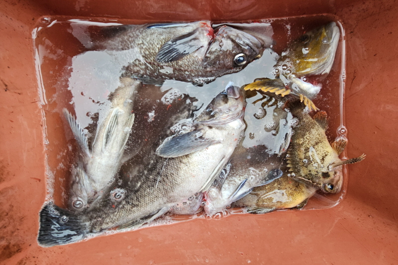 뉴신정호 조황갤러리입니다.