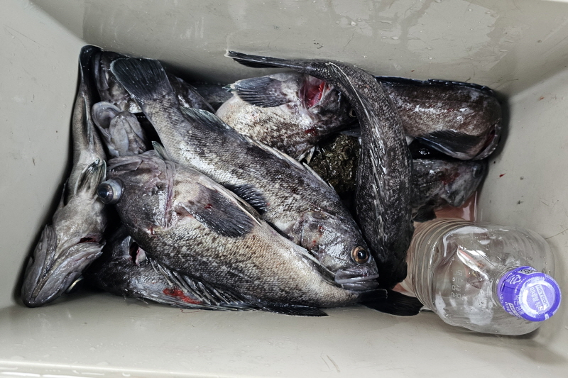 뉴신정호 조황갤러리입니다.